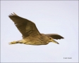 American-Bittern;Bittern;Flight;Botaurus-lentiginosus;flying-bird;one-animal;clo